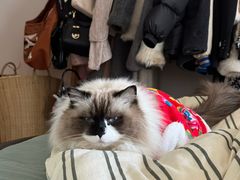 -伟伟宠物医院·瑞派猫友好医院·猫科(光谷店)