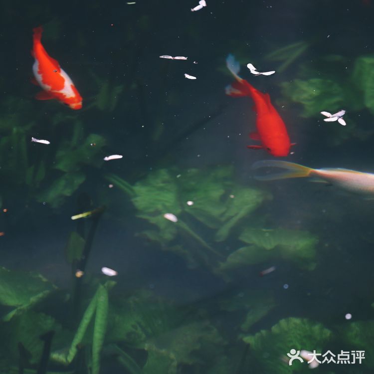 人间绝境‼️清冷至极‼️告诉你一个看樱花沒人的地方🌸