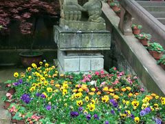 -峨眉山报国寺
