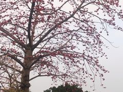 -金砂公园