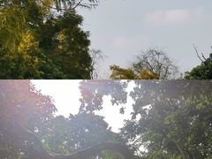 -张坝桂圆林公园