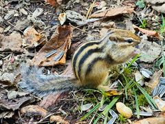 -五营红松林海景区