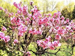 -南汇桃花村