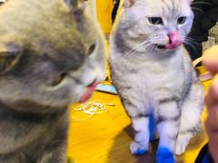 -平行世界·猫咖(首经贸店)