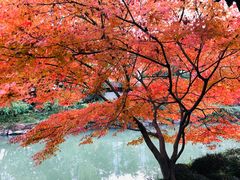-上海醉白池公园
