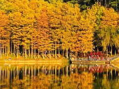 -莲花山公园