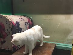 -猫咪博物馆(顶澳仔猫街店)