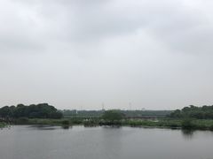 -荷塘月色湿地公园·向阳花洲