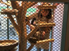 -喵屿·大理花园猫咖