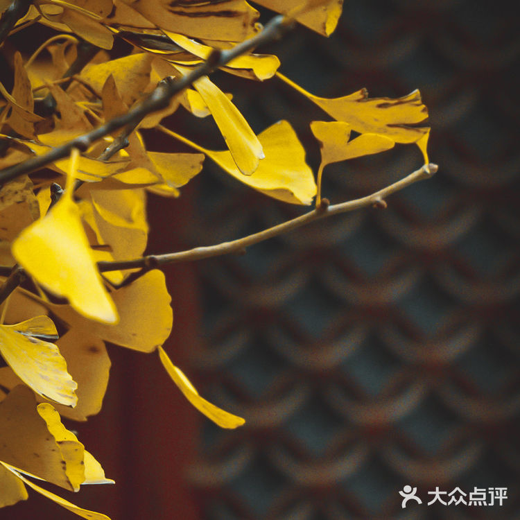错过大觉寺的银杏，你就错过了整个北京的秋
