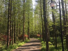 -崇明东平国家森林公园烧烤房车露营地