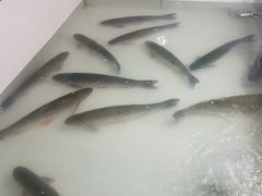 -峡山鱼馆(安丘健康路店)