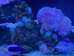 -暹罗海洋世界