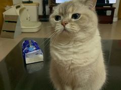 -瑞派康怡24h宠物医院·犬猫医疗中心·微创绝育(瑞景分院)