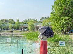 -白鹭湾湿地公园