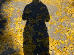 -遵化市禅林寺古银杏风景园