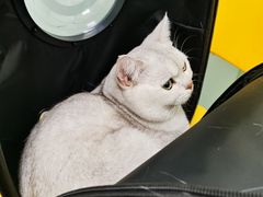 -宠福鑫康馨动物医院·骨科·眼科