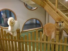 -藦茜花园宠物主题亲子互动体验馆(国顺东路店)