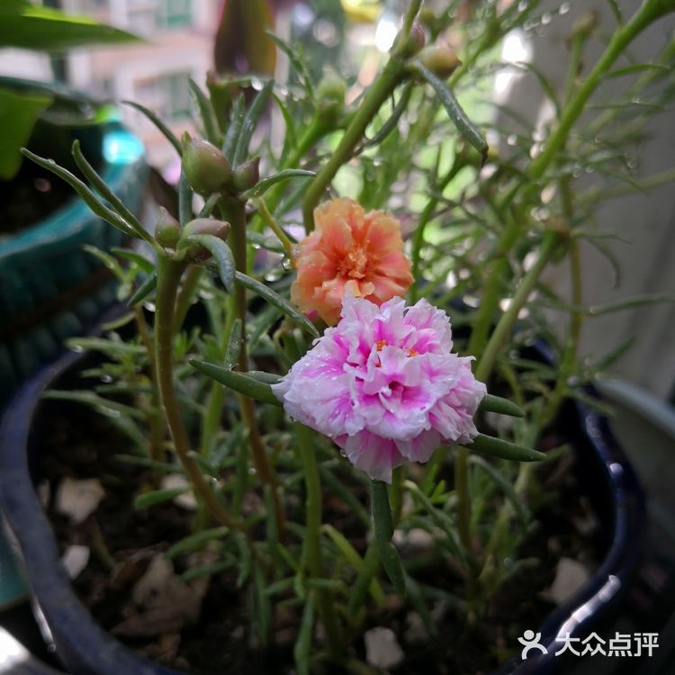 我家阳台的花🌸