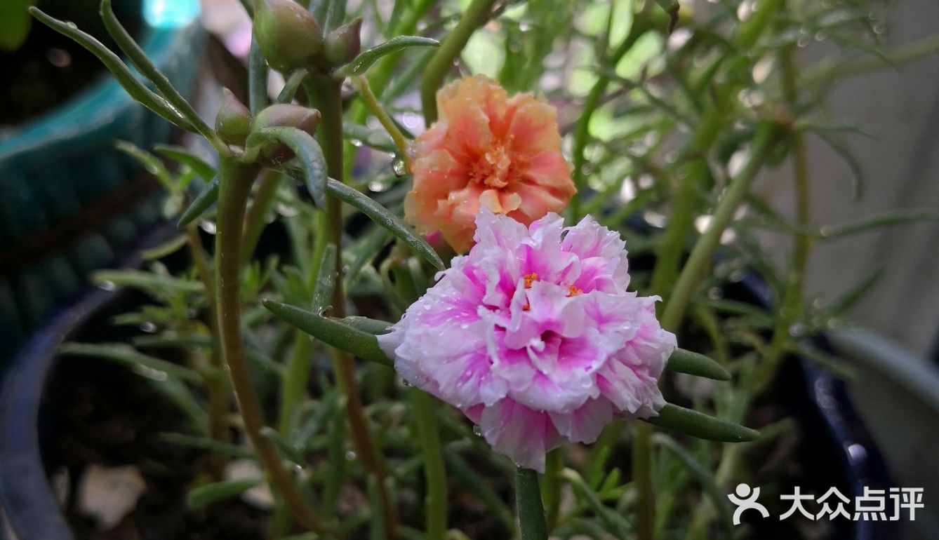 我家阳台的花🌸