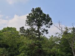 -南京老山国家森林公园