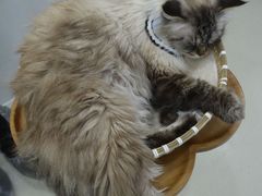 -共舞时光猫咖·狗咖(新街口店)