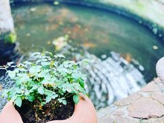 -Golden Lily河内巴黎法越料理餐厅(建国西路店)