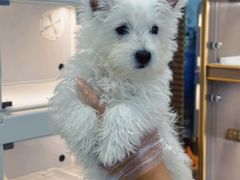 -翊宠yipet猫狗购宠庄园犬舍•猫舍