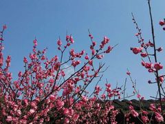 -八大山人梅湖景区