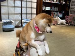 -逗柴咖啡屋·狗咖猫咖宠物桌游