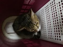 -喜多萌中农锦绣动物医院24H·猫科·牙科MRI·CT