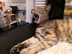 -猫的天空之城概念书店(苏州平江店)