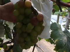 -马陆小张葡萄园农家乐