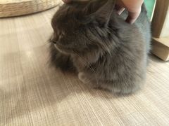 -飞行喵MR PILOT|猫舍·猫咖(静安大融城店)