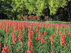 -世纪公园-世纪春沁园