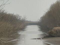 -盐城丹顶鹤湿地生态旅游区