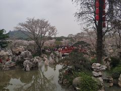 -高东镇樱花园