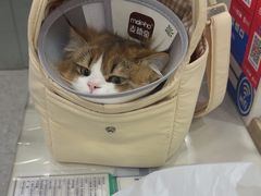 -四月宠物医院·猫专科·心脏专科·内科(转塘店)