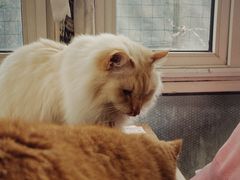 -猫小院猫主题咖啡厅(北锣店)