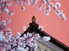 -武汉大学-樱园