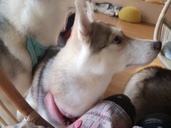 -Husky Go! 哈士奇体验馆·宠物咖啡厅狗咖