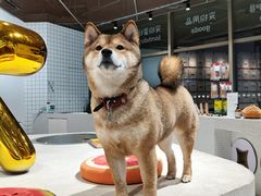 -柴务处·柴犬主题狗咖
