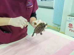 -北京观赏动物医院·24小时大型综合·猫专科·异宠专科