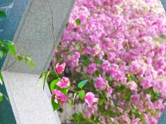 -深圳国际园林花卉博览园