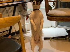-平行世界·猫咖(首经贸店)