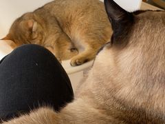 -藏猫猫咖啡主题馆(中央大道店)