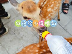 -北京鹿世界主题园