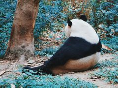 -成都大熊猫繁育研究基地