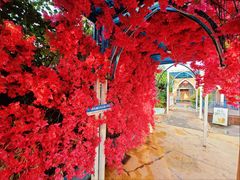 -马大胡子清真西北菜