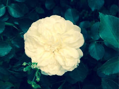 iphone_upload_pic-北戴河集发农业梦想王国